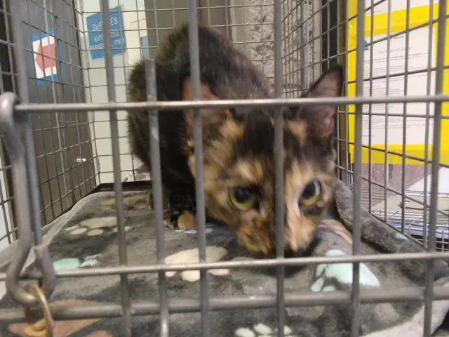 Nia - Domestic Short Hair