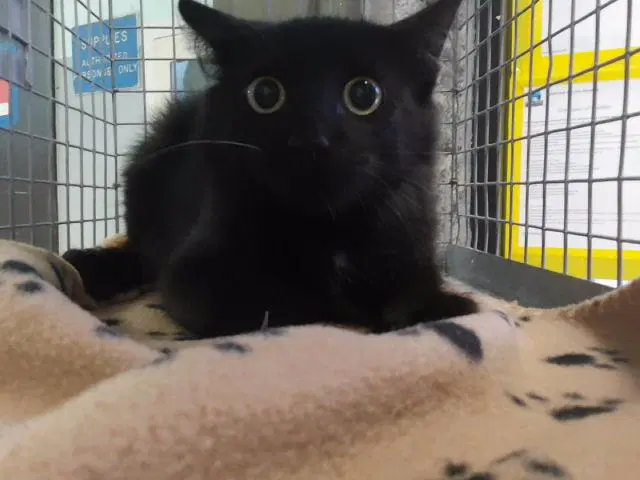 Diva Dave - Domestic Long Hair