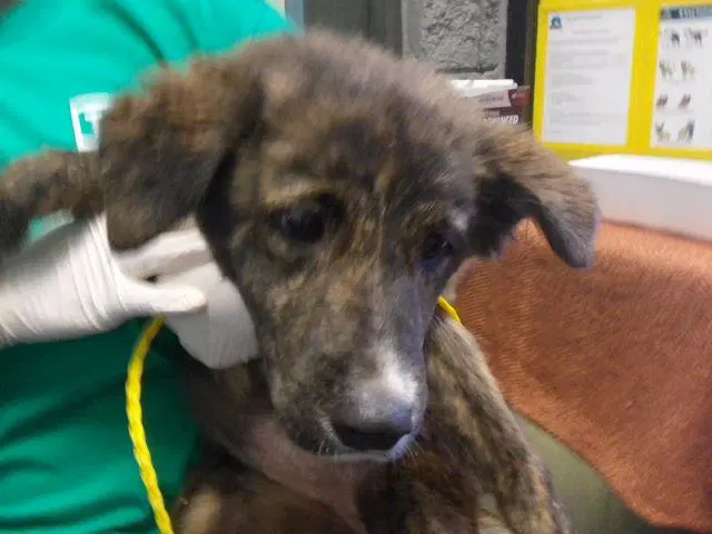 Sweet Pea - Australian Shepherd