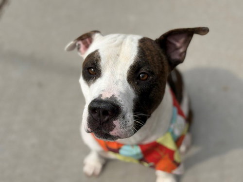 PARKER, a dog for adoption from City of Tulsa Animal Welfare