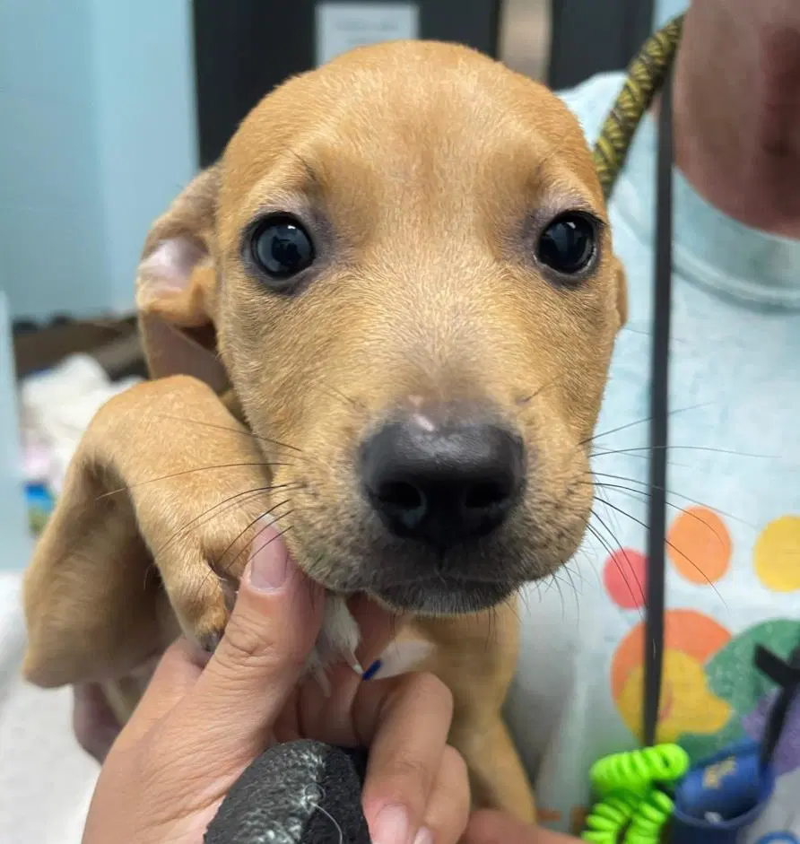 Maple - Pit Bull Terrier