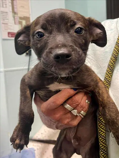 Gerber - Pit Bull Terrier