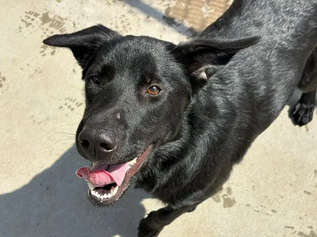 Victoria - German Shepherd Dog