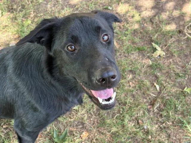 Victoria - German Shepherd Dog