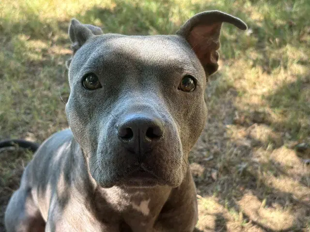 Labubu - Pit Bull Terrier