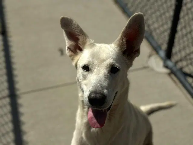 Princess - German Shepherd Dog