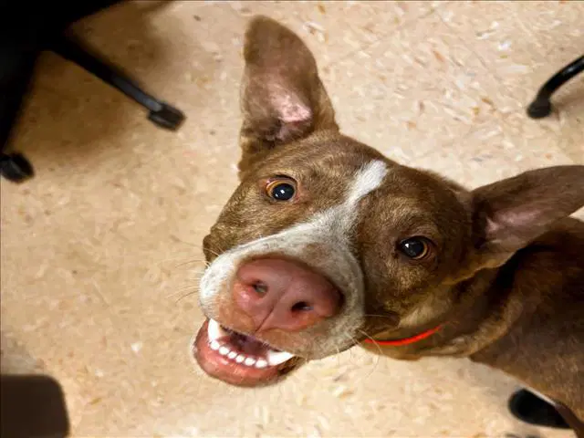 General - Labrador Retriever