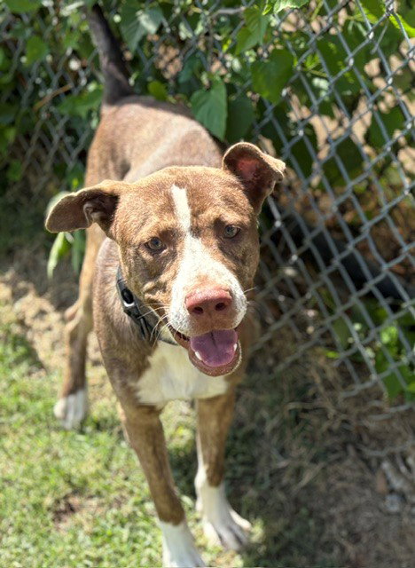 GENERAL, a dog for adoption from City of Tulsa Animal Welfare
