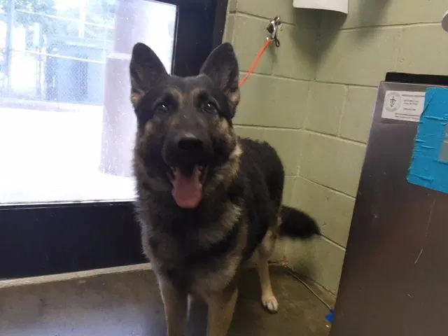 Astrid - German Shepherd Dog