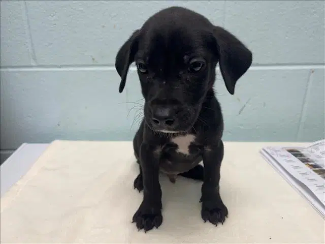 Julius - Pit Bull Terrier