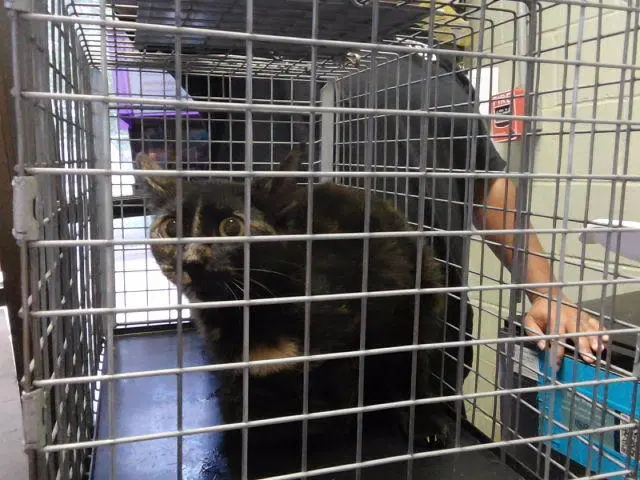 Yin - Domestic Short Hair