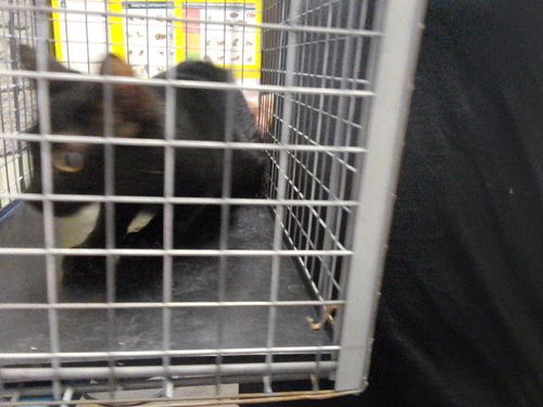 picture of the cat needing adoption