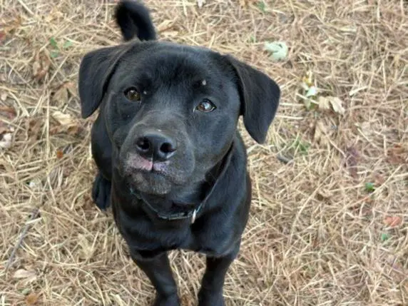 Reese - Labrador Retriever