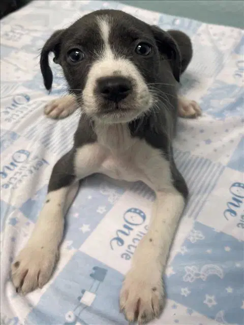 Roxanne - Rat Terrier