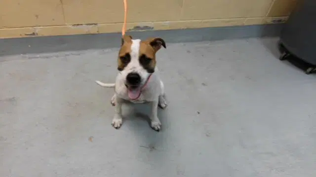 Honey Bun - Pit Bull Terrier
