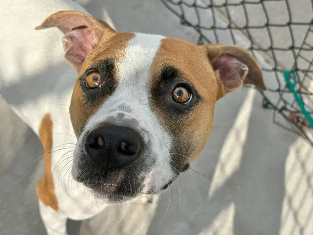Honey Bun - Pit Bull Terrier