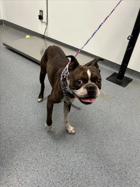Sumo - Boston Terrier
