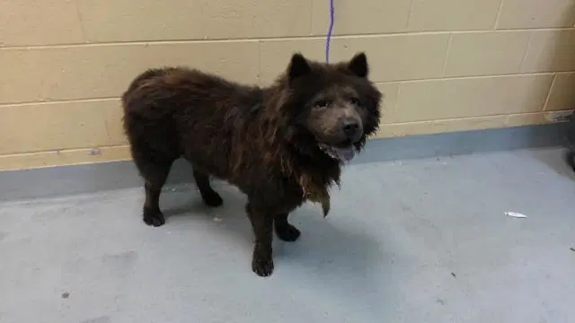 Chapulin - Chow Chow