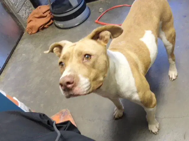 Sugar Tea - Pit Bull Terrier