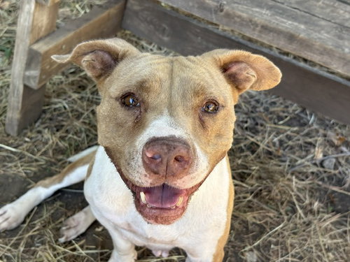 SUGAR TEA, a dog for adoption from City of Tulsa Animal Welfare