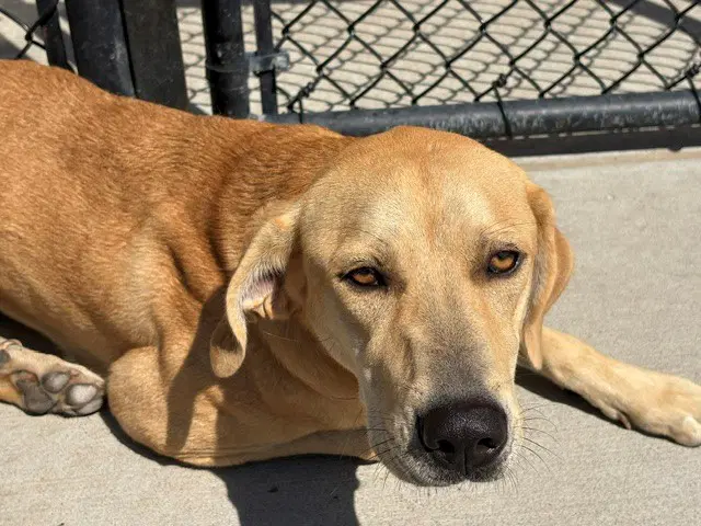 Willow - Redbone Coonhound