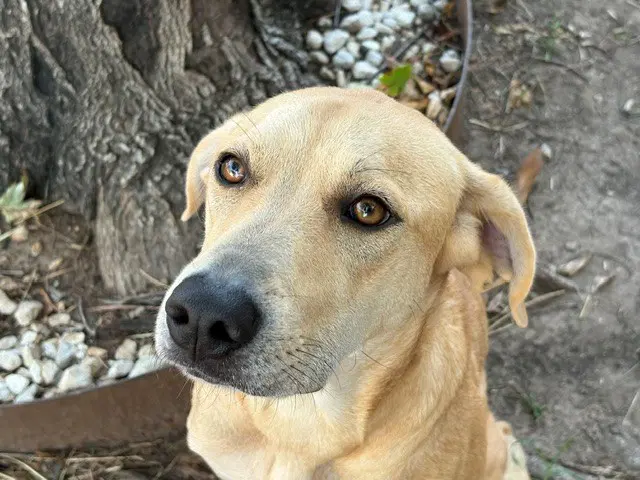 Willow - Redbone Coonhound