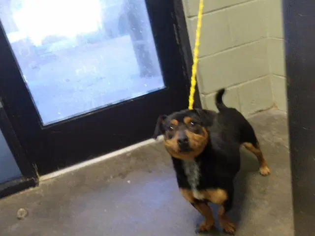 Benji - Dachshund