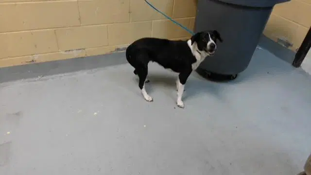 Sprinkles - Pit Bull Terrier