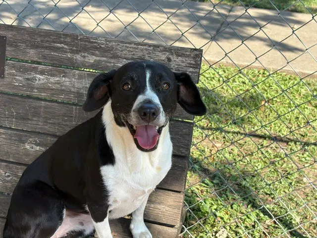 Sprinkles - Pit/Collie