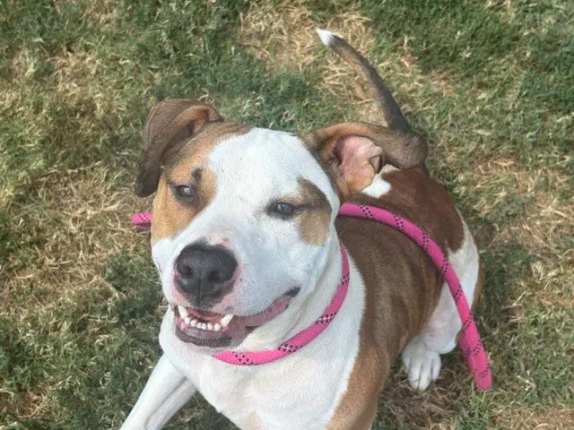 Meatball - Pit Bull Terrier