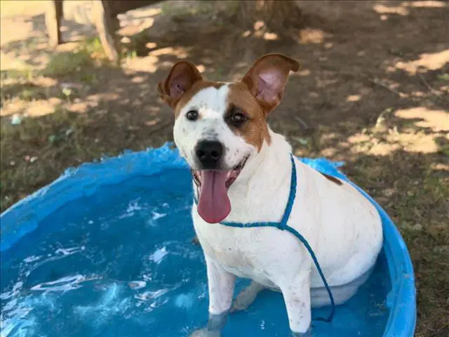 Blitz - Pit Bull Terrier