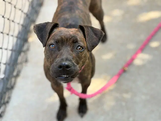 Miss Toffy - Pit Bull Terrier