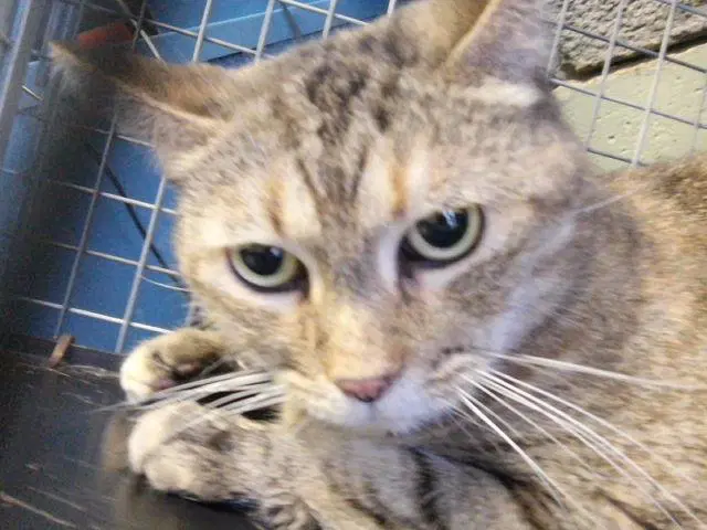 Boujee - American Shorthair