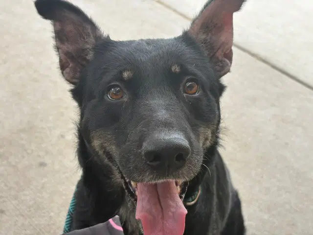 Lilly Pad - German Shepherd Dog
