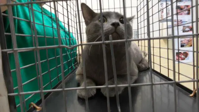 Parking Ticket - Domestic Short Hair