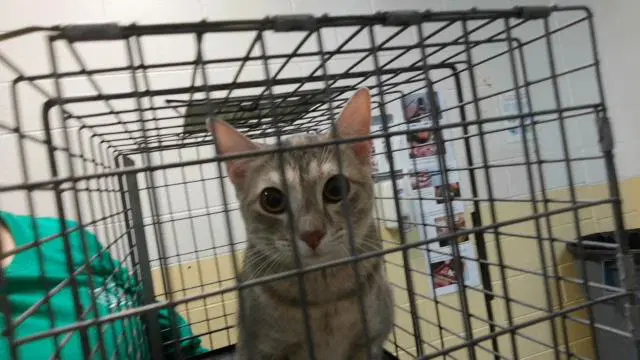 Unpaid Invoice - Domestic Short Hair