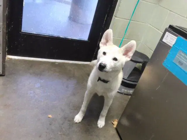 Marshmellow - Husky