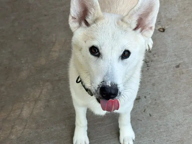 Marshmellow - Husky