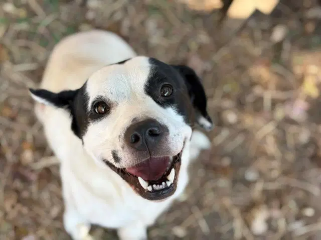 Fluffy - Pit Bull Terrier