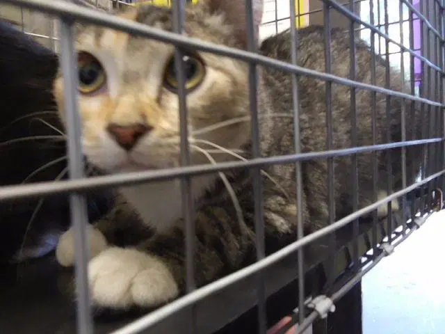 Unknown - Domestic Short Hair