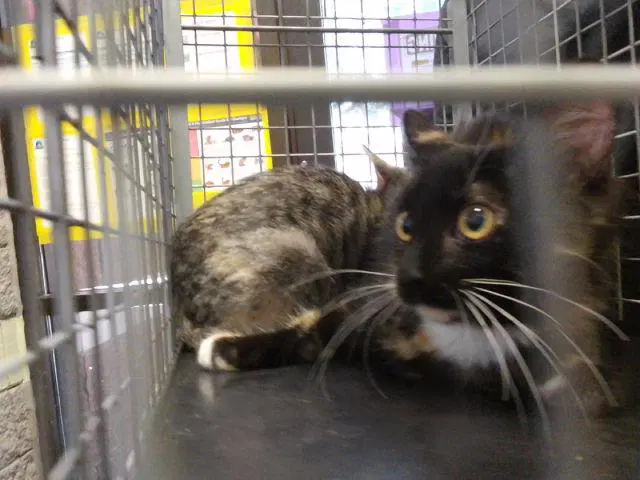 Unknown - Domestic Medium Hair