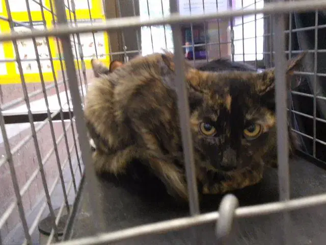 Unknown - Domestic Medium Hair