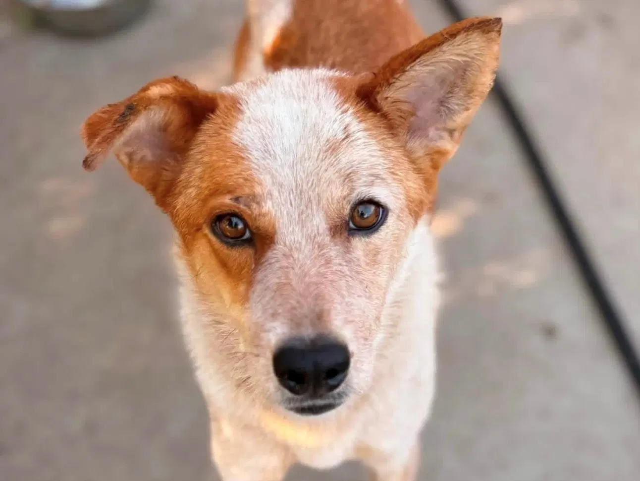 Hamburger Helper - Australian Cattle Dog/Blue Heeler