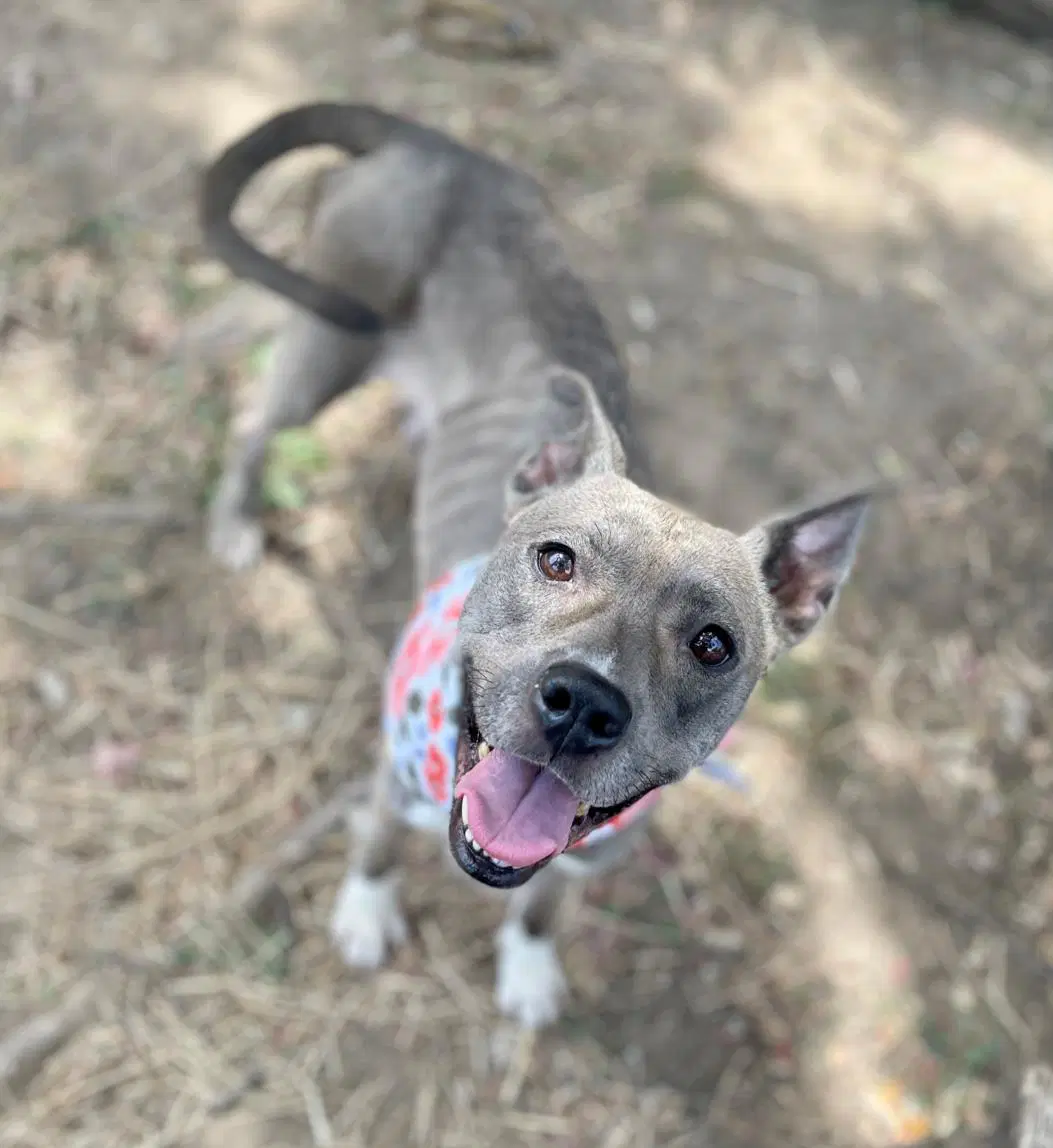 Cricket - Pit Bull Terrier