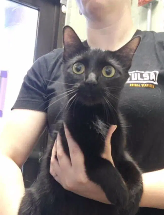 Diamond - Domestic Short Hair