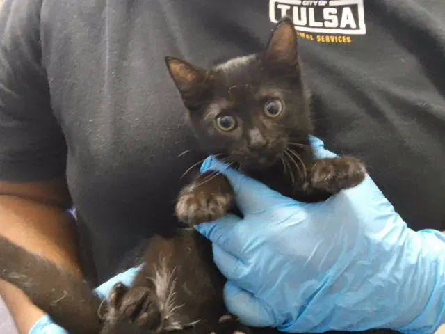 Ink Jet - Domestic Short Hair