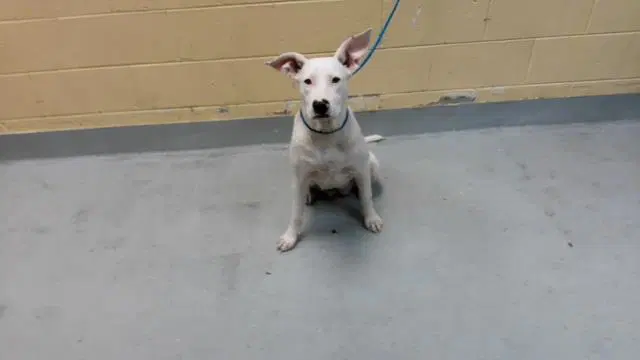 Pretzel - Pit Bull Terrier
