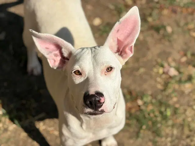 Pretzel - Pit Bull Terrier