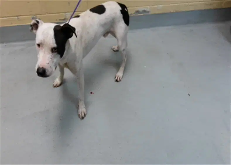 Rambo - Pit Bull Terrier