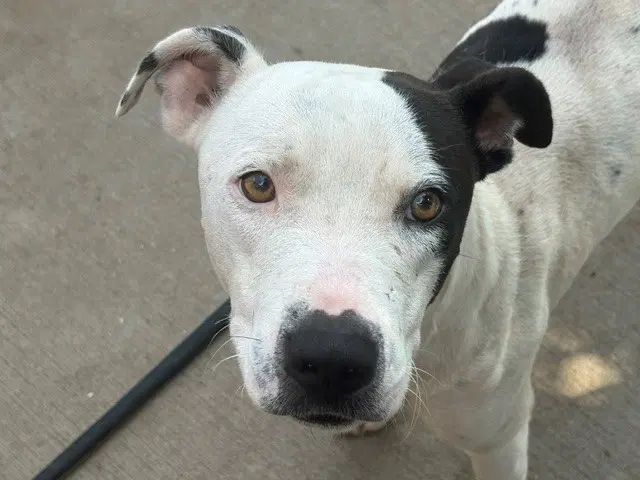 Rambo - Pit Bull Terrier